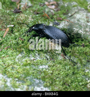 Liuto a terra (coleottero Carabus coriaceus), Adulto su MOSS. Foto Stock