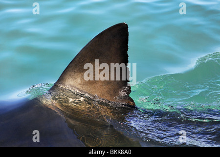 Squalo pinna dorsale superficie di rottura Foto Stock