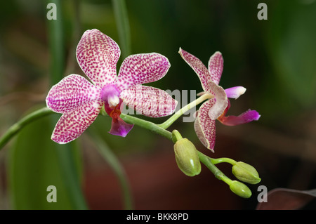 Butterfly Orchid (Phalaenopsis Schampus ibrido), fiori. Foto Stock