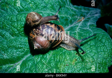 Comune, o giardino lumaca (Helix Aspersa: Helicidae) per adulti e bambini in un giardino REGNO UNITO Foto Stock