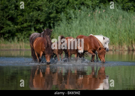 Allevamento di Shetlandponys Foto Stock