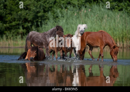 Allevamento di Shetlandponys Foto Stock