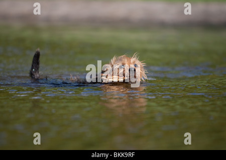 Australian Terrier Foto Stock