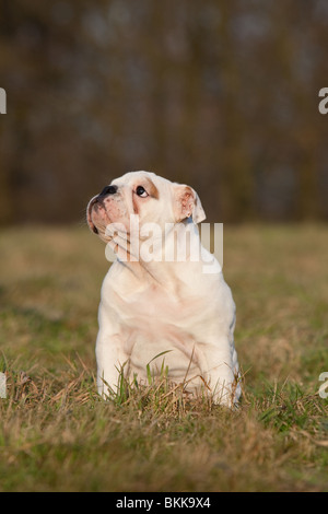 Bulldog inglese cucciolo Foto Stock