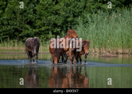 Allevamento di Shetlandponys Foto Stock