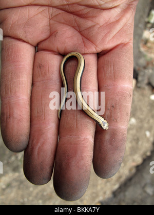 Giovani slow worm (Anguis fragilis) Foto Stock