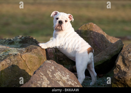 Bulldog inglese cucciolo Foto Stock