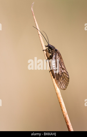 Alder-fly Sialis lutaria adulto su un comune stelo Rush deposizione delle uova Foto Stock