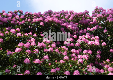 Boccola di rododendro in fiore Foto Stock