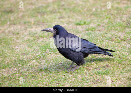 Rook Corvus frugilegus adulto sul terreno Foto Stock