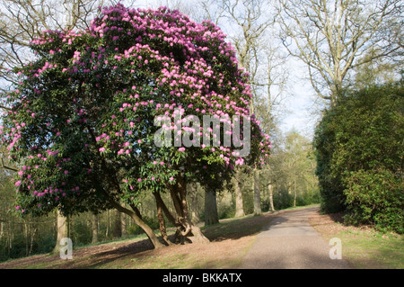 Boccola di rododendro in fiore a Sandringham Country Park, Norfolk, Inghilterra, Regno Unito Foto Stock