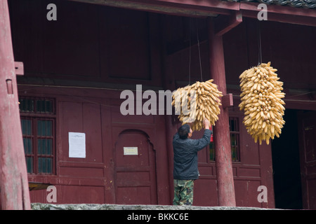 Un agricoltore tira fuori di pods di mais essiccato utilizzato per l' alimentazione degli animali in inverno tra comunità agricole in wester Cina. Foto Stock