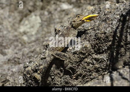 Southern Rock Agama Lizard con Locusta che ha catturato Foto Stock