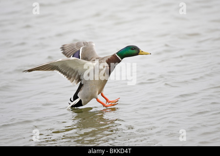 Drake mallard sbarco Foto Stock