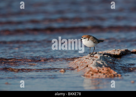 Red-capped Plover. Charadrius ruficapillus. Rottnest Island Australia Occidentale Foto Stock