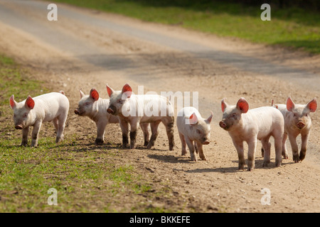 I suinetti di sfuggita lungo una strada nel Suffolk, Regno Unito Foto Stock