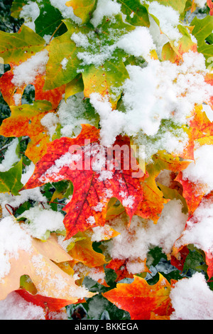 Un inizio di neve decora foglie di acero. Università del Minnesota LANDSCAPE ARBORETUM IN CHASKA, Minnesota. Ottobre. Foto Stock