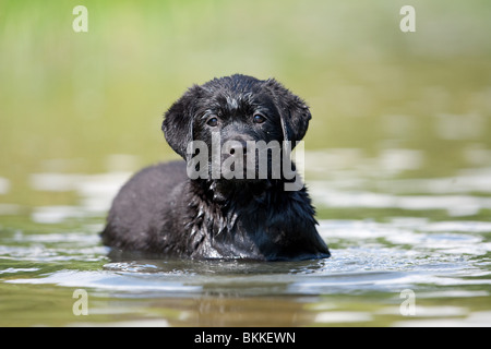 La balneazione Labrador cucciolo Foto Stock