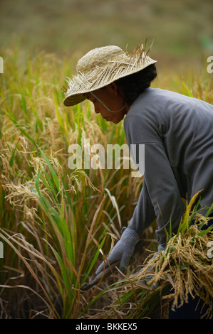 Ricer Balinese agricoltore Foto Stock