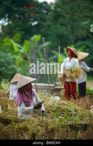 Balinese agricoltori ricer Foto Stock