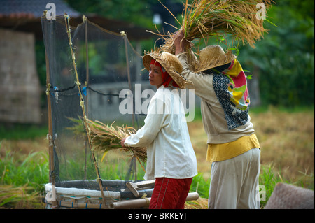 Ricer Balinese agricoltori la trebbiatura del riso Foto Stock