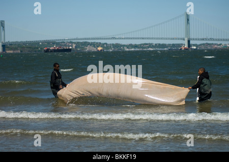 Gli studenti test della qualità dell'acqua e cerca le acque per la vita marina a Coney Island Creek di Brooklyn a New York Foto Stock