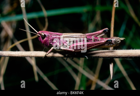 Prato grasshopper (Chorthippus parallelus: Acrididae) femmina, modulo rosa, REGNO UNITO Foto Stock