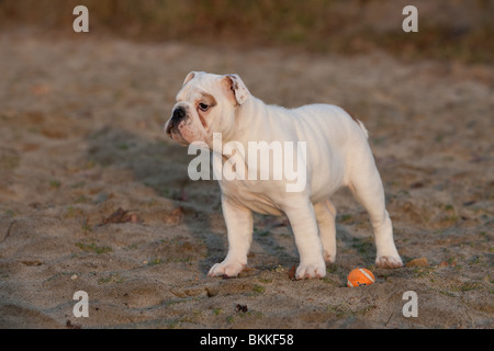 Bulldog inglese cucciolo Foto Stock