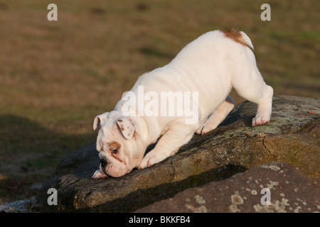 Bulldog inglese cucciolo Foto Stock