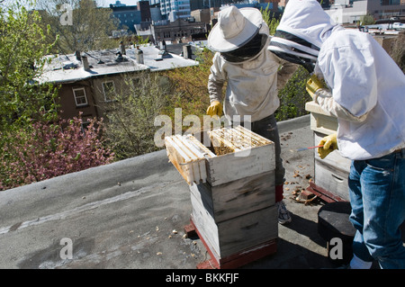 Apicoltori urbani di ispezionare le loro api, su un tetto in Brooklyn, New York, Stati Uniti d'America Foto Stock