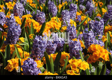 Display piantate delle colorate fiori di primavera - Giacinto e Primula Foto Stock