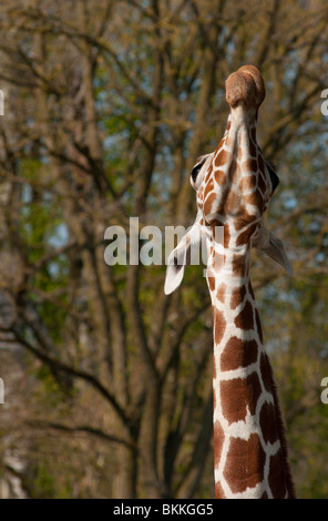 Giraffa reticolata raggiungendo alta. Foto Stock