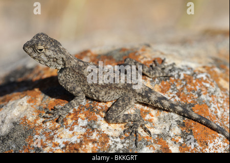 Southern Rock Agama Lizard baskig su roccia Foto Stock