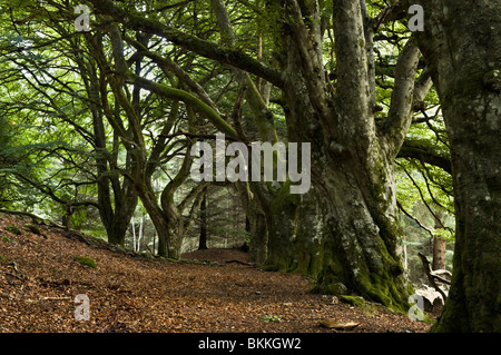 Moss ricoperta di faggi sul sentiero pubblico a Glen Lyon, Perthshire, Scotland, Regno Unito Foto Stock