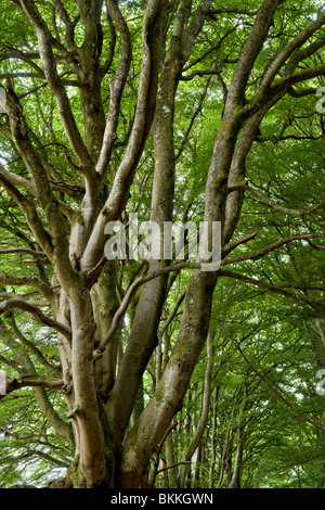 Close up di muschio coperto di faggi sul sentiero pubblico a Glen Lyon, Perthshire, Scotland, Regno Unito Foto Stock