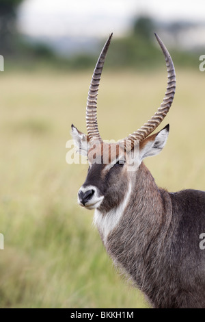 Ritratto di un Defassa Waterbuck, Kobus defassa, in Kenya Foto Stock