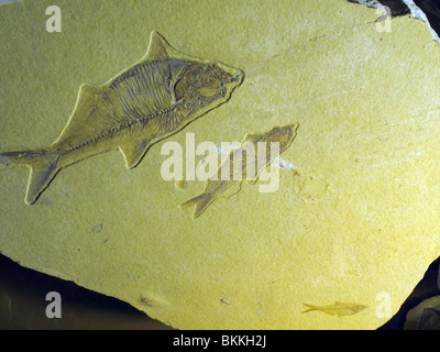 Impresso fossili di pesci Foto Stock
