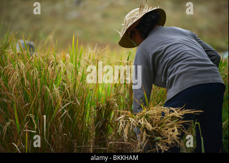 Ricer Balinese agricoltore Foto Stock