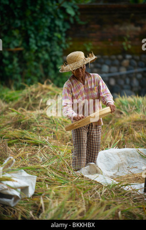 Ricer Balinese agricoltore setacciatura di riso Foto Stock