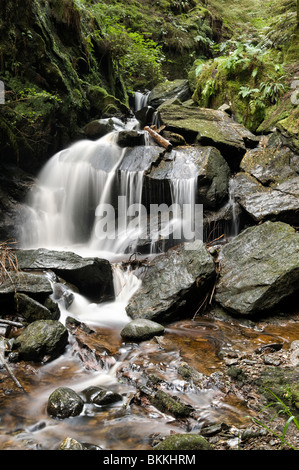 Cascata presso il magico puck Glen a piedi, Benmore in Argyll Forest Park, vicino a Dunoon, sul Cowal peninsula, Scozia Foto Stock