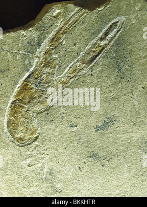 Impresso fossili adibiti alla pesca di gamberetti Foto Stock