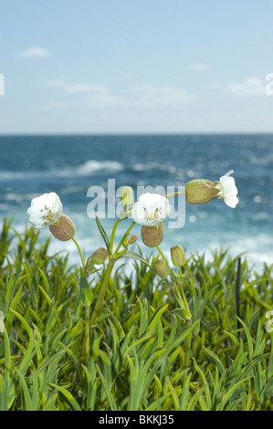 Mare Campion (Silene uniflora) Foto Stock