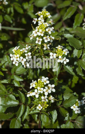 Acqua-crescione o bianco crescione Rorippa nasturtium-aquaticum) Foto Stock
