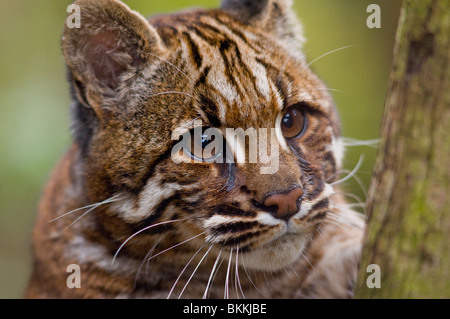 ASIAN GOLDEN CAT Catopuma temminckii Foto Stock