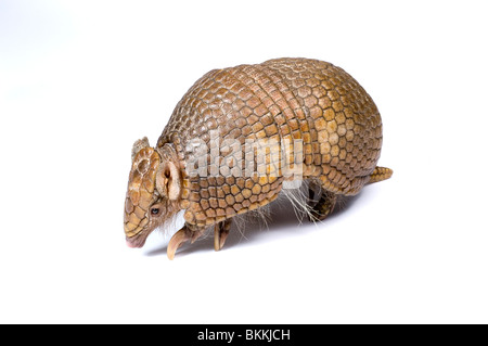 Tre-nastrare armadillo (Tolypeutes tricinctus) captive Foto Stock