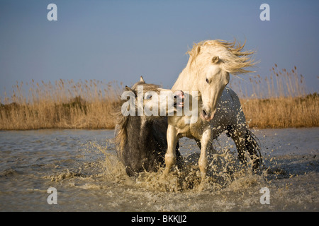 Camargue stalloni combattimenti Foto Stock