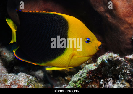 La bellezza di roccia (Holocanthus tricolore ) Cozumel, Messico. Foto Stock