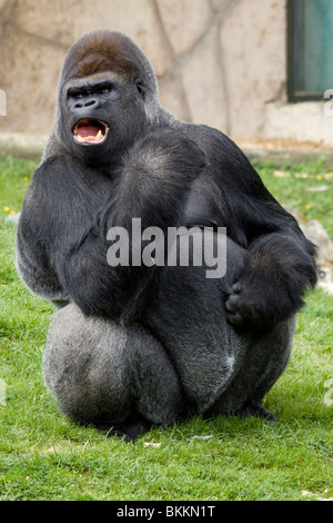 Gorilla maschio, beauval zoo Foto Stock