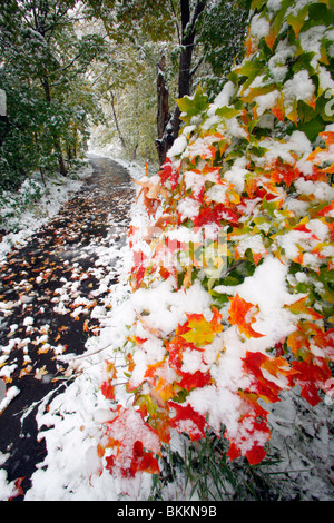 Un inizio di neve decorano le foglie di acero dell'Università del Minnesota LANDSCAPE ARBORETUM IN CHASKA, Minnesota. Foto Stock