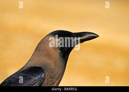 Casa Crow (Corvus splendens) Foto Stock